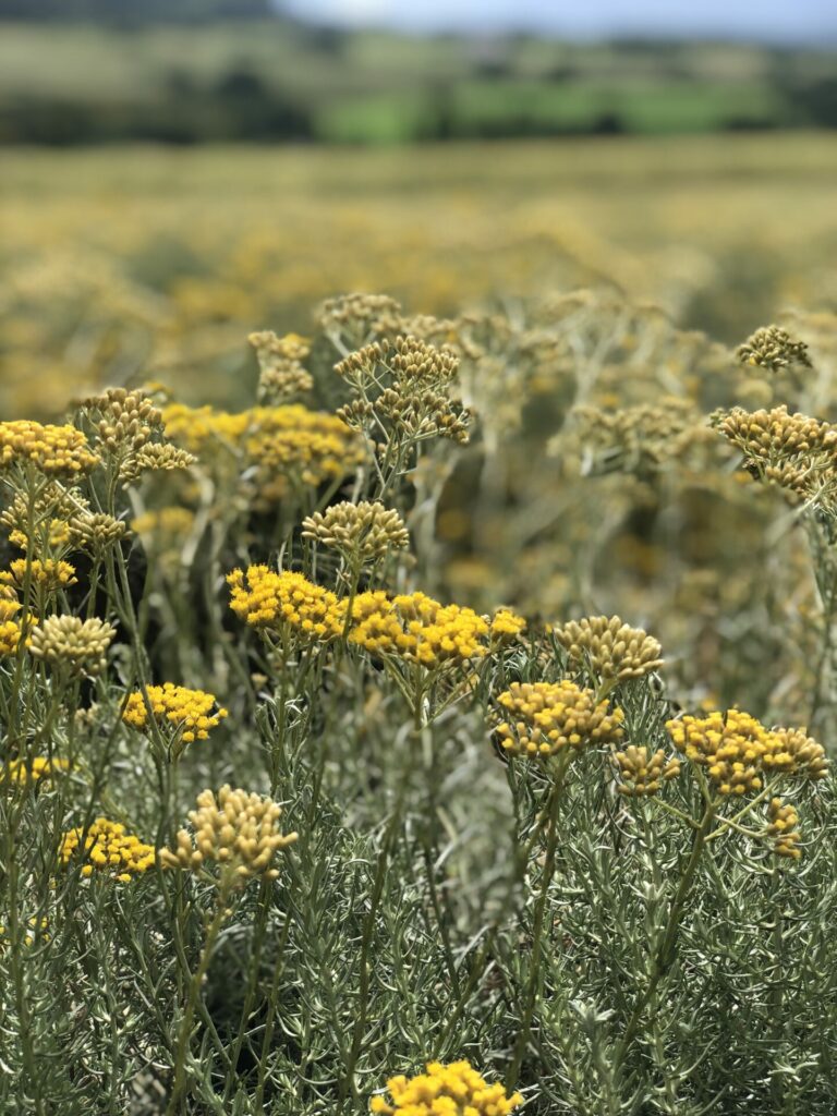 Aromathérapie VS Phytothérapie : Comprendre la différence pour mieux utiliser les plantes