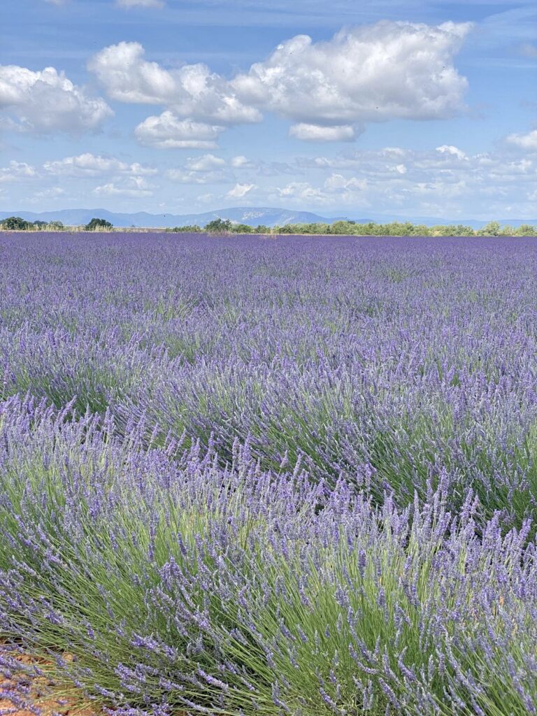 Les bienfaits de la lavande fine en aromathérapie
